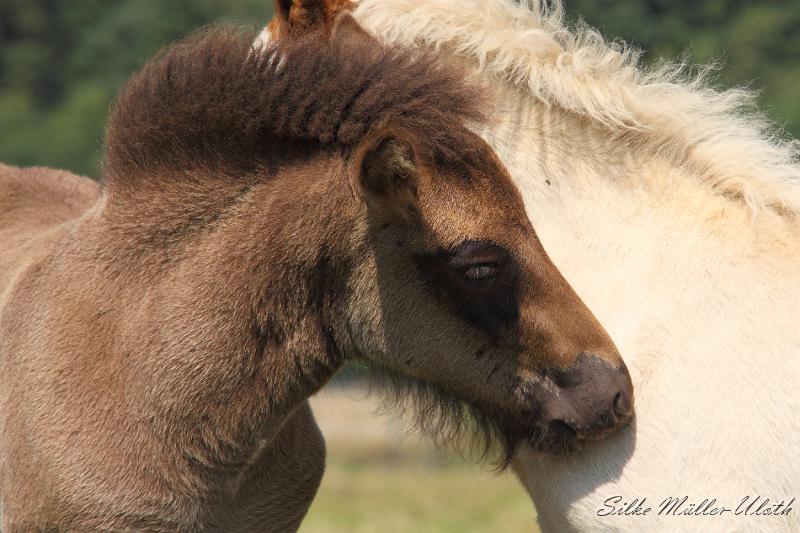 _MG_5847.JPG - Fellpflege