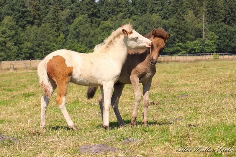 _MG_5851.JPG - Fohlenspiel