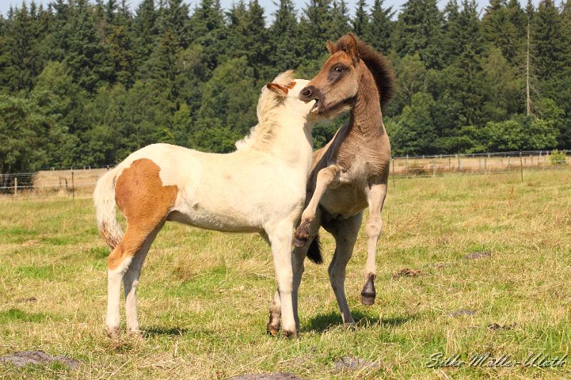 _MG_5852.JPG - Fohlenspiel