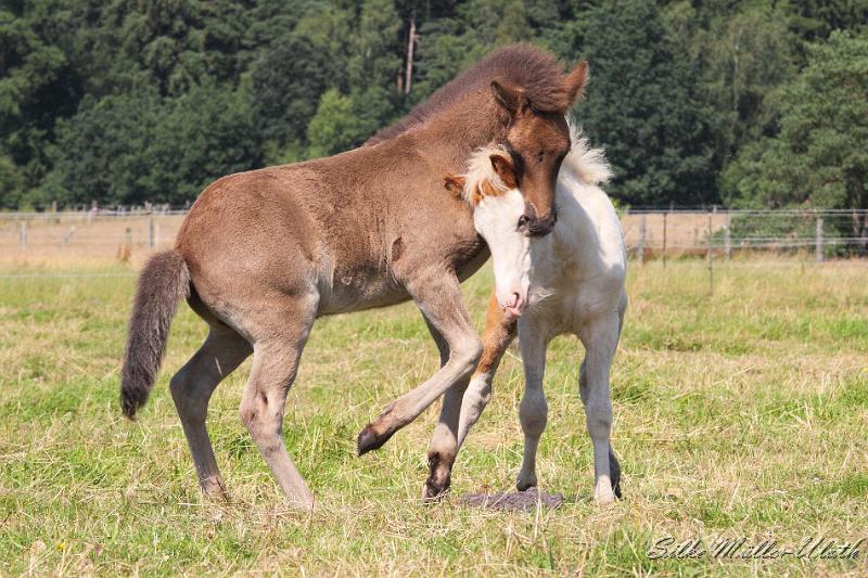 _MG_5855.JPG - Fohlenspiel