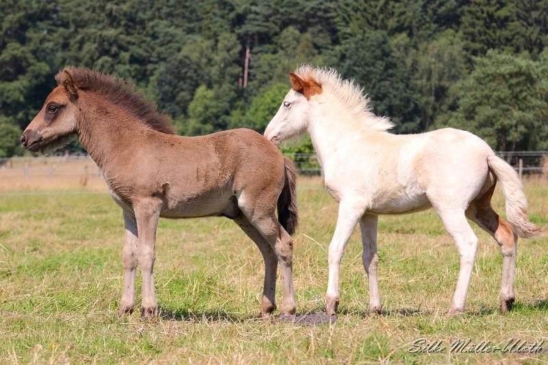 _MG_5860.JPG - Fohlenspiel