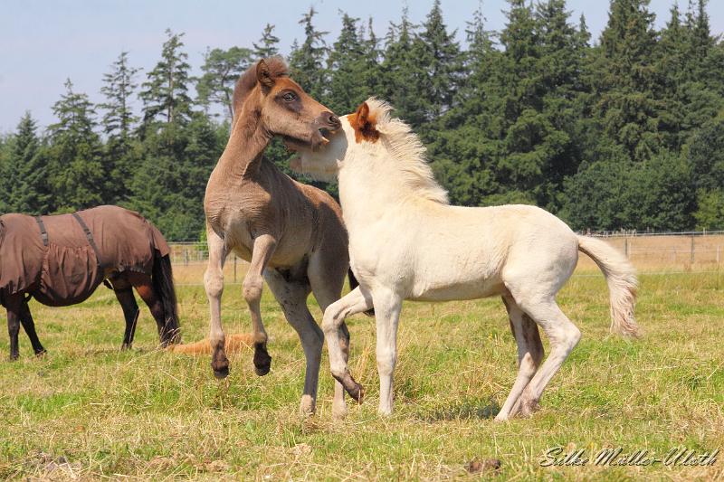 _MG_5861.JPG - Fohlenspiel
