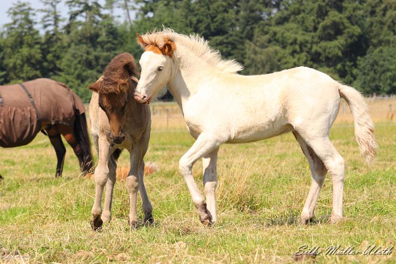 _MG_5863.JPG - Fohlenspiel