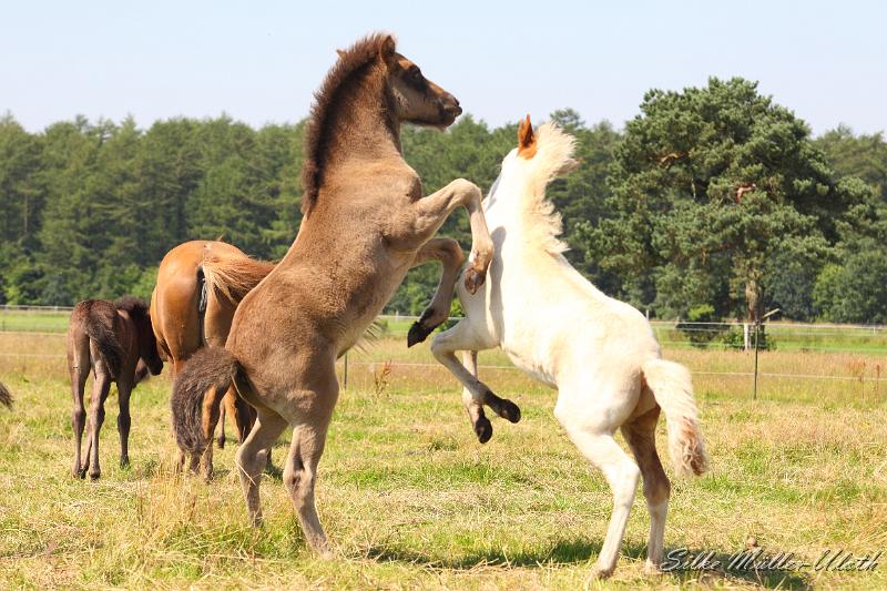 _MG_5872.JPG - Fohlenspiel