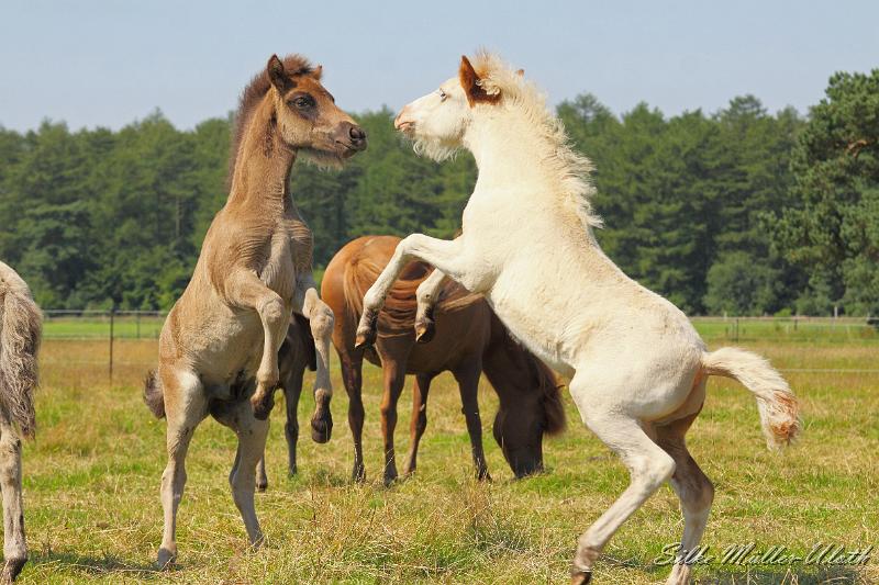 _MG_5879super.JPG - Fohlenspiel