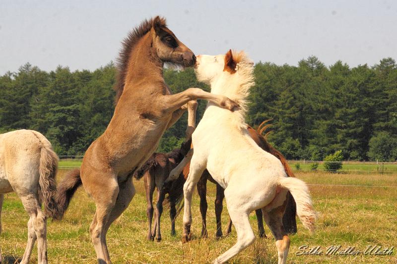 _MG_5882.JPG - Fohlenspiel