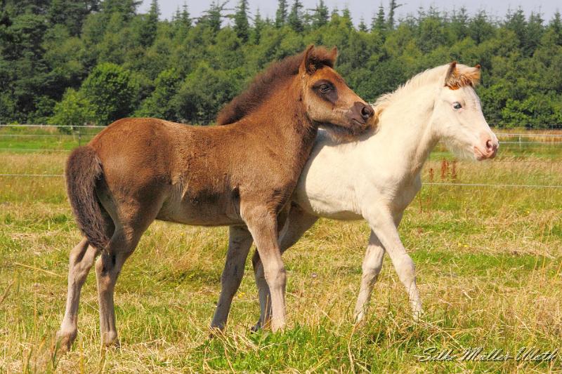 _MG_5892.JPG - Fohlenspiel