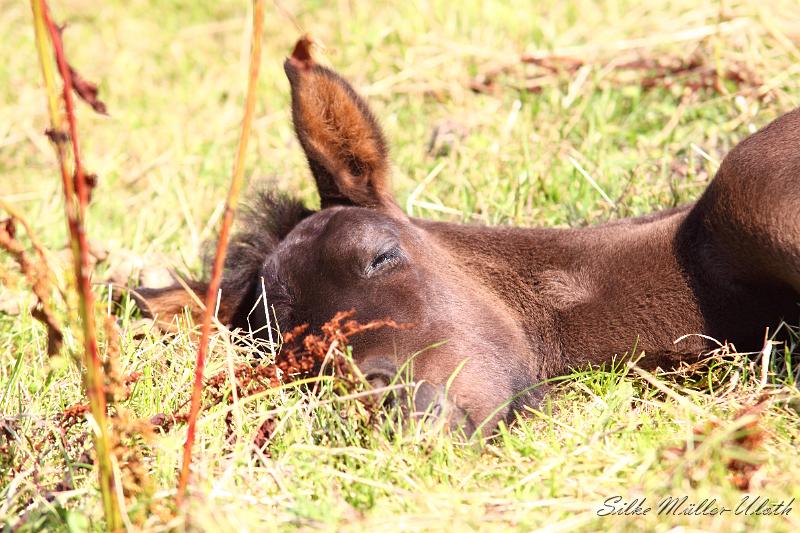 _MG_5904.JPG - Runi von Heidmoor