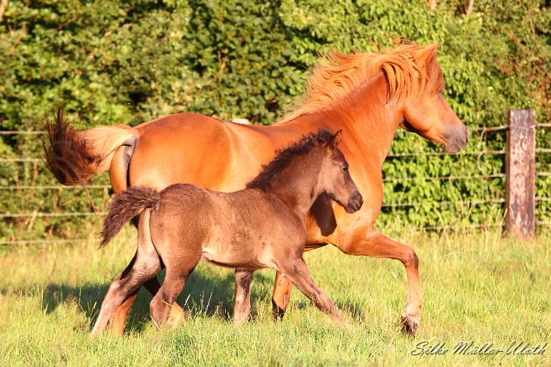 _MG_6620.JPG - Runi von Heidmoor und seine Mutter Runa von Heidmoor