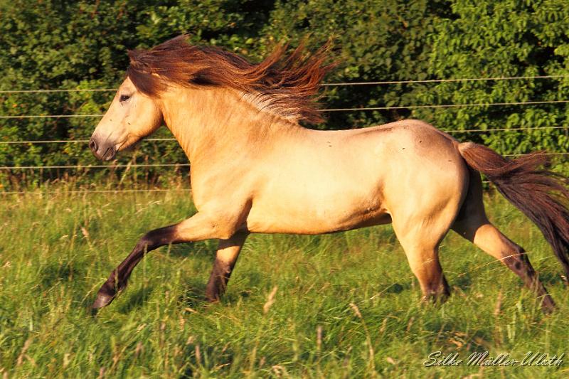 _MG_6642.JPG - Teitur von Heidmoor