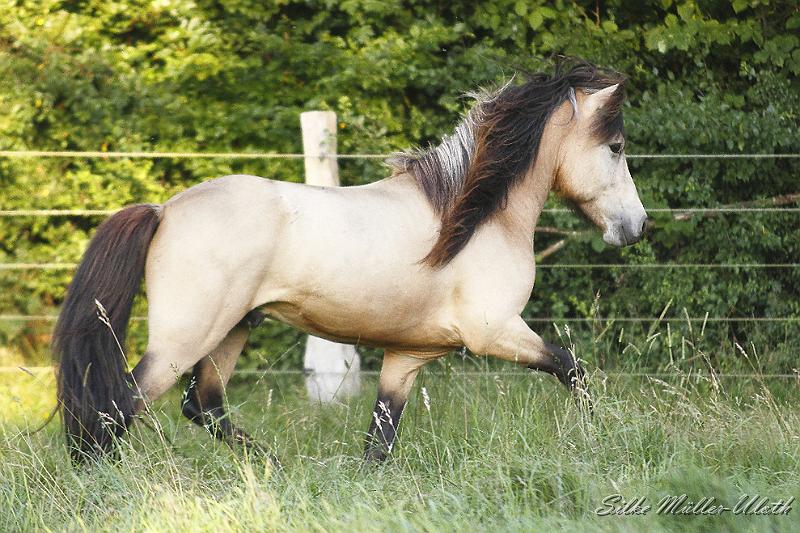 _MG_6678.JPG - Teitur von Heidmoor