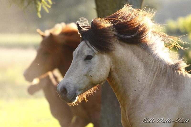 _MG_6697.JPG - Teitur von Heidmoor