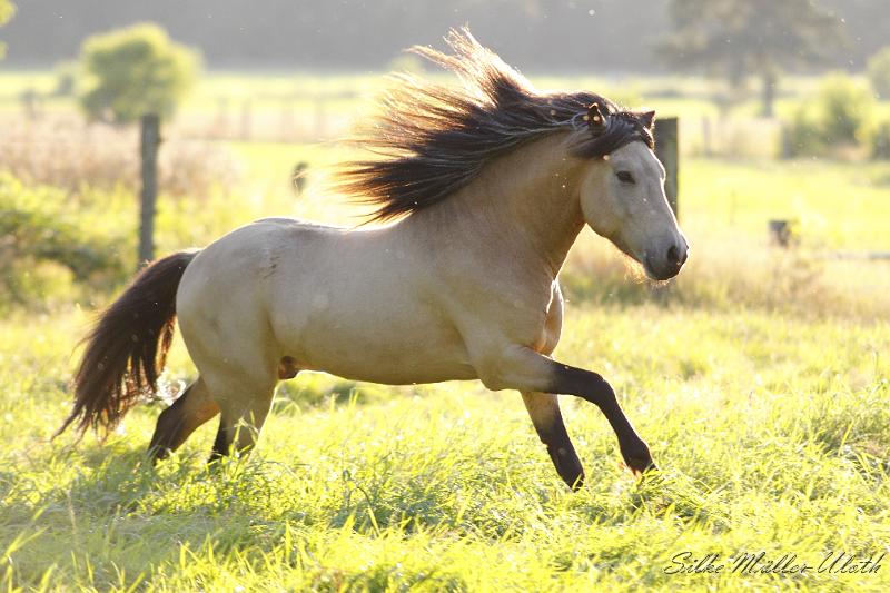 _MG_6702.JPG - Teitur von Heidmoor