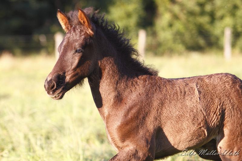 _MG_6732.JPG - Runi von Heidmoor