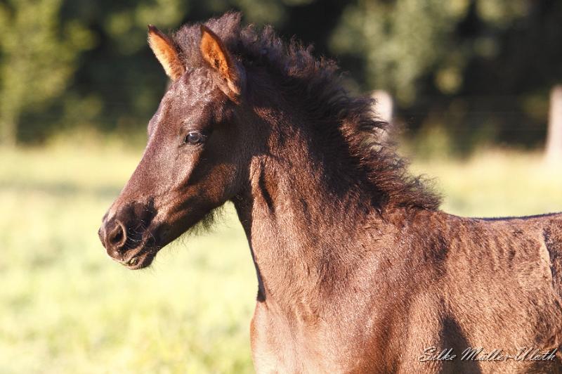 _MG_6734.JPG - Runi von Heidmoor
