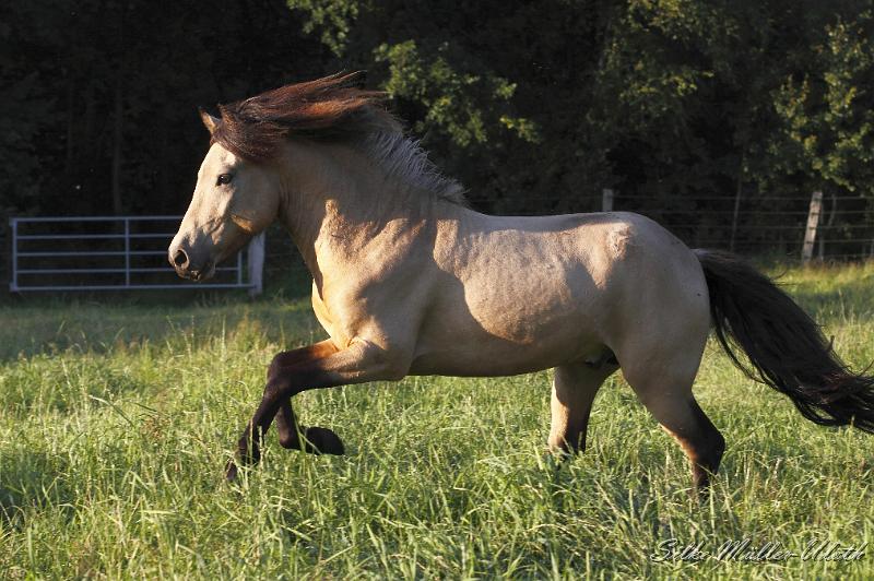 _MG_6741.JPG - Teitur von Heidmoor