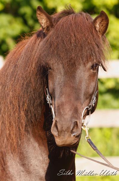 _MG_7083a.jpg - Ninja von Heidmoor