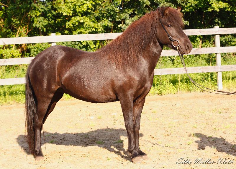 _MG_7088a.jpg - Ninja von Heidmoor