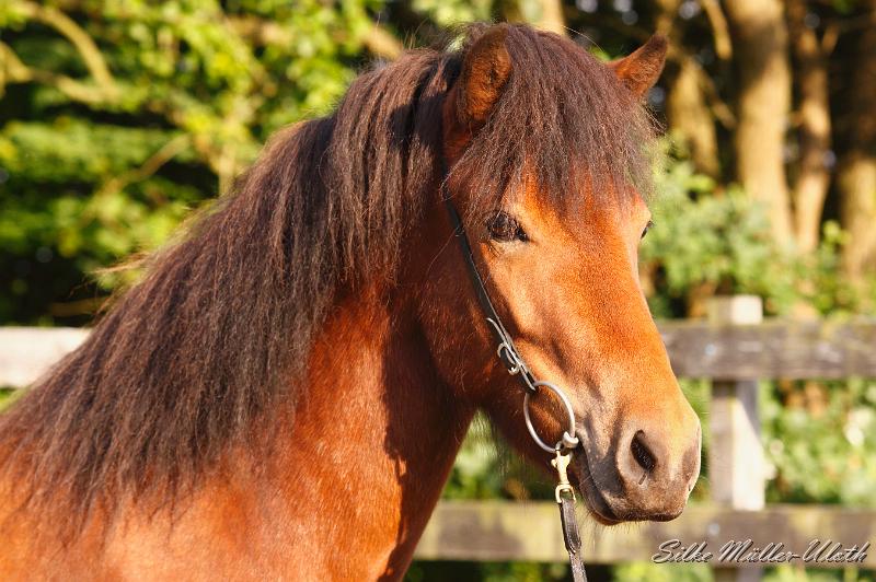 _MG_7217a.jpg - Korona von Heidmoor