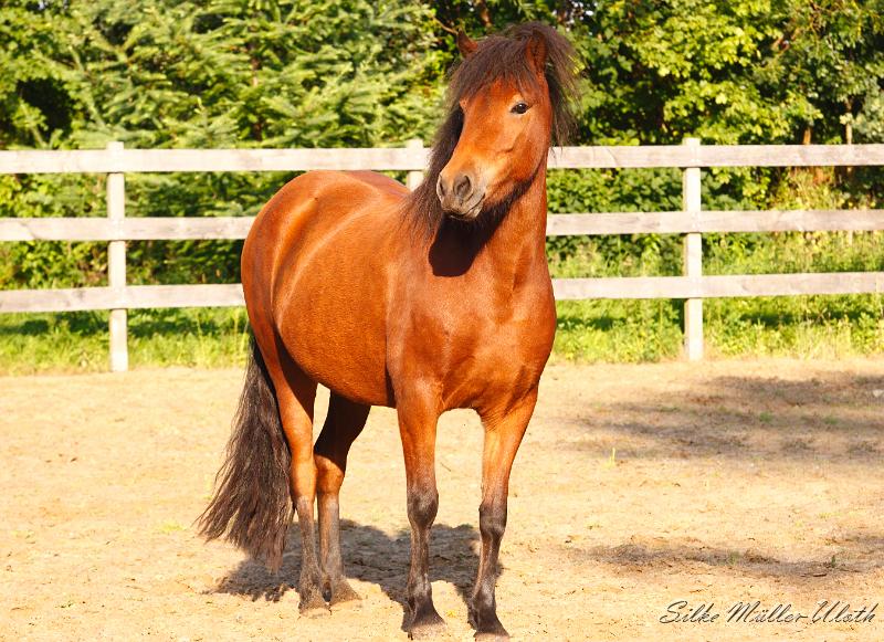 _MG_7260a.jpg - Korona von Heidmoor