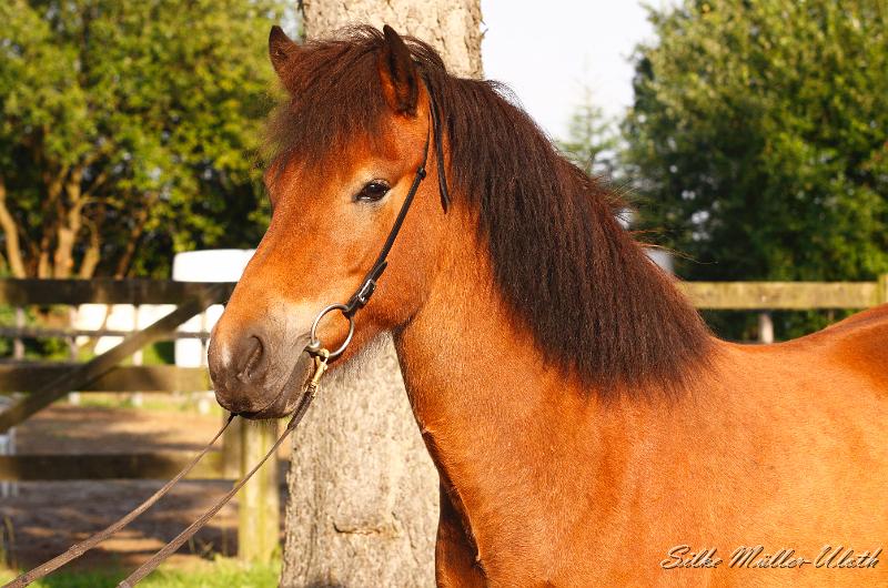 _MG_7273a.jpg - Rekja von Heidmoor