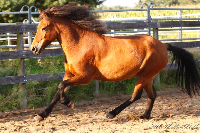 _MG_7279a.jpg - Rekja von Heidmoor