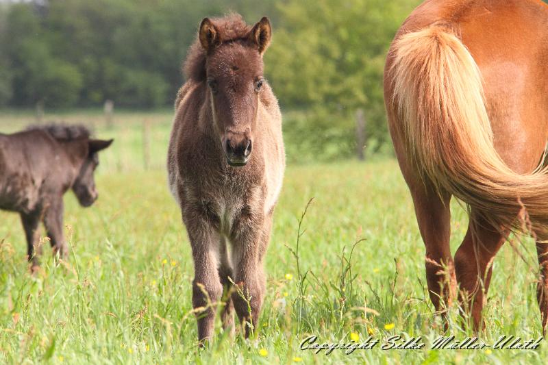 Pensionsfohlen.JPG