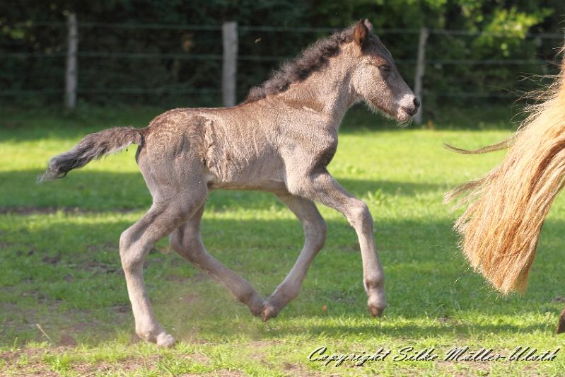 _MG_4572.JPG - Neo von Heidmoor 1 Tag alt