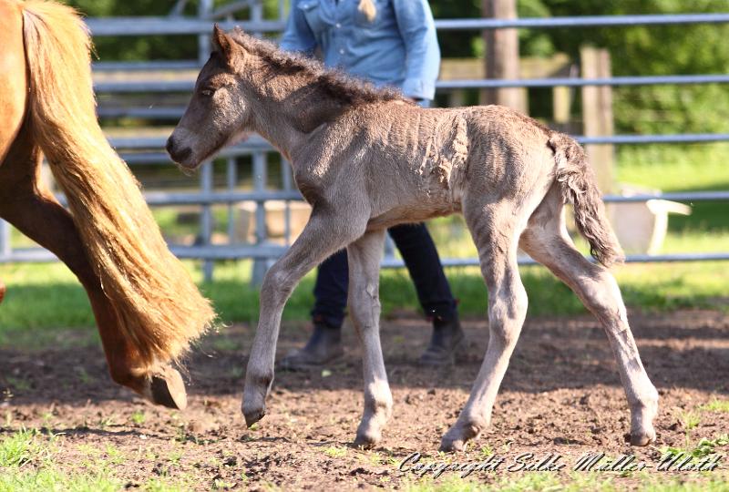 _MG_4610a.jpg - Neo von Heidmoor 1 Tag alt