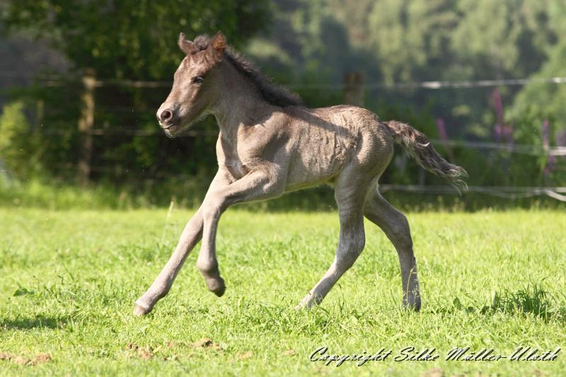 _MG_4622.JPG - Neo von Heidmoor - ein Fkous fra Galten Sohn -  1 Tag alt