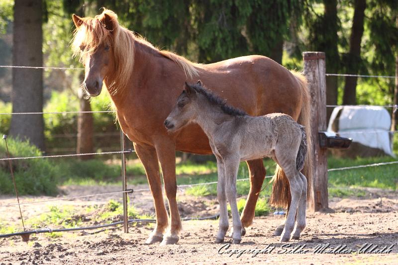 _MG_4627.JPG - Fjalla von Heidmoor und Neo von Heidmoor 1 Tag alt