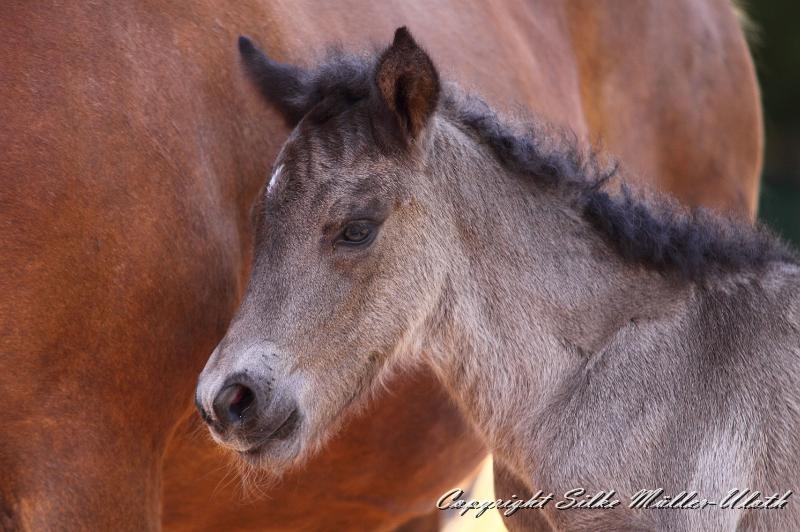 _MG_4633a.jpg - Neo von Heidmoor 1 Tag alt