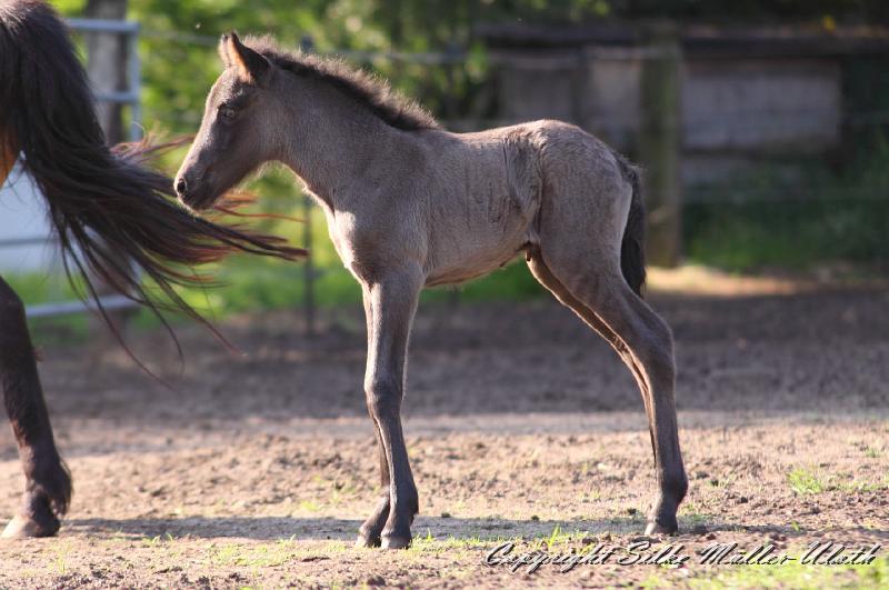 _MG_4684a.jpg - Hrund und ihr Toechterchen - wenige Stunden alt