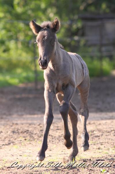 _MG_4686.JPG - Hrund und ihr Toechterchen - wenige Stunden alt