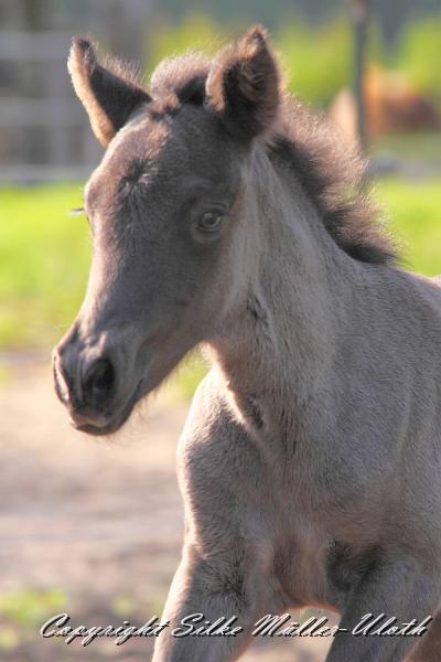 _MG_4689.JPG - Hrund und ihr Toechterchen - wenige Stunden alt