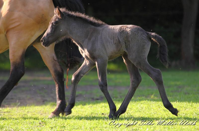 _MG_4700a.jpg - Hrund und ihr Toechterchen - wenige Stunden alt