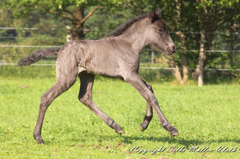 _MG_4714a.jpg - Hrund und ihr Toechterchen - wenige Stunden alt