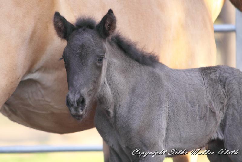 _MG_4721a.jpg - Hrund und ihr Toechterchen - wenige Stunden alt
