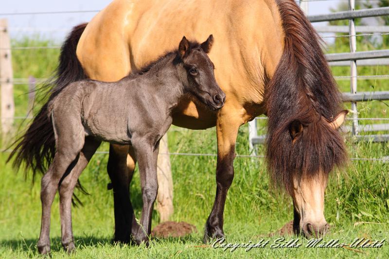 _MG_4729.JPG - Hrund und ihr Toechterchen - wenige Stunden alt