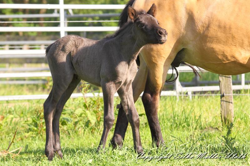 _MG_4740.JPG - Hrund und ihr Toechterchen - wenige Stunden alt
