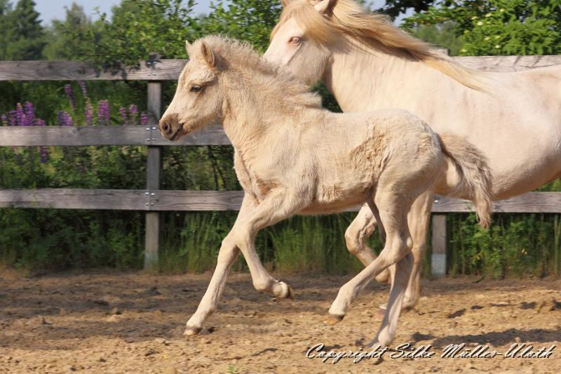 _MG_4766.JPG - Erla von Heidmoor 4 Wochen alt