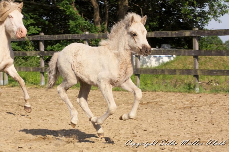 _MG_4802.JPG - Erla von Heidmoor 4 Wochen alt