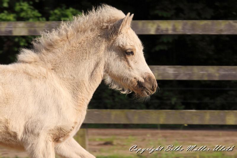_MG_4805.JPG - Erla von Heidmoor 4 Wochen alt