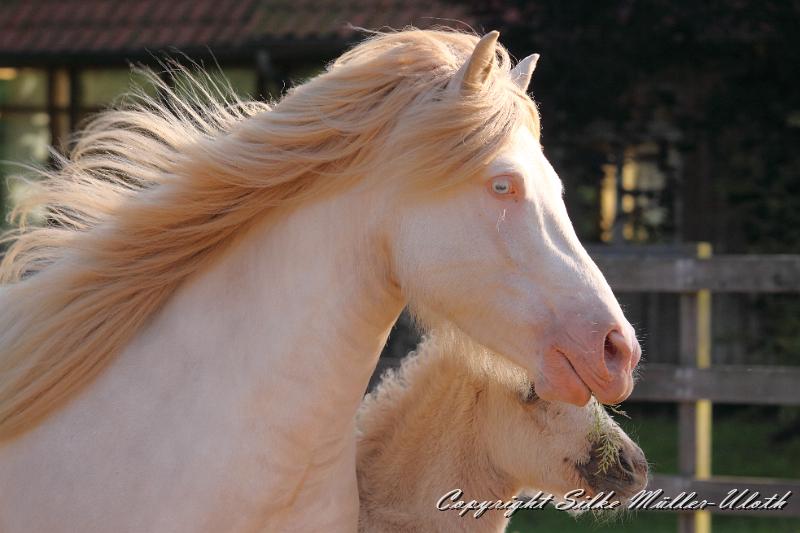 _MG_4845.JPG - Enya von Heidmoor