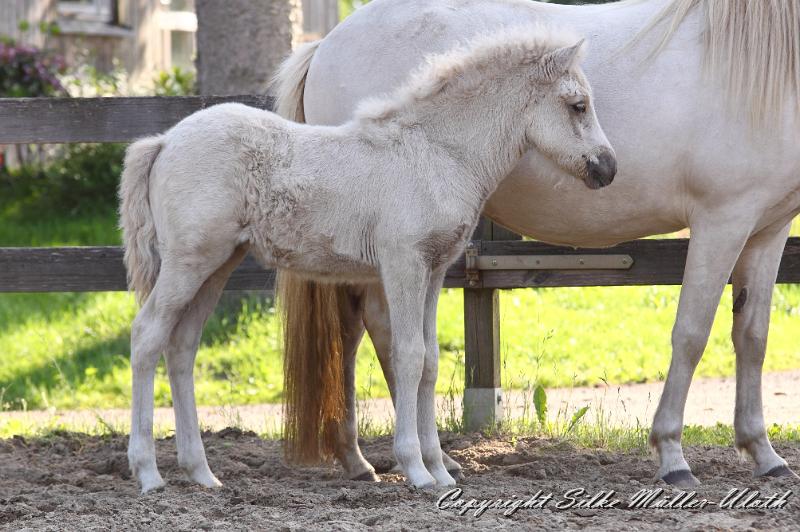 _MG_4862.JPG - Erla von Heidmoor 4 Wochen alt