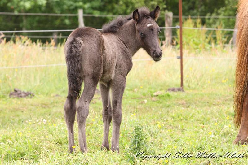 _MG_5668.JPG - Rafael von Heidmoor 4 Tage alt