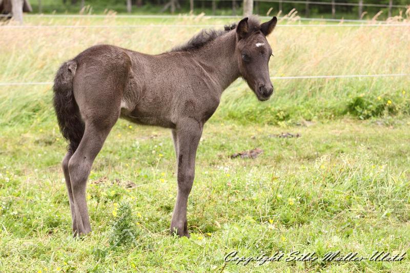 _MG_5670.JPG - Rafael von Heidmoor 4 Tage alt