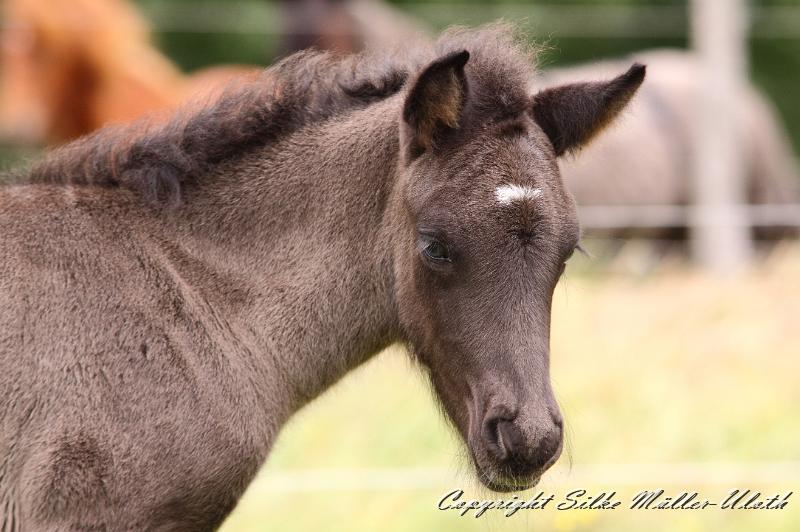 _MG_5671.JPG - Rafael von Heidmoor 4 Tage alt