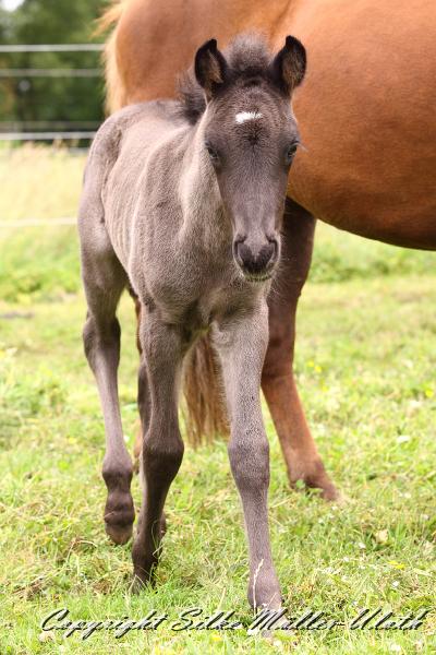_MG_5673.JPG - Rafael von Heidmoor 4 Tage alt
