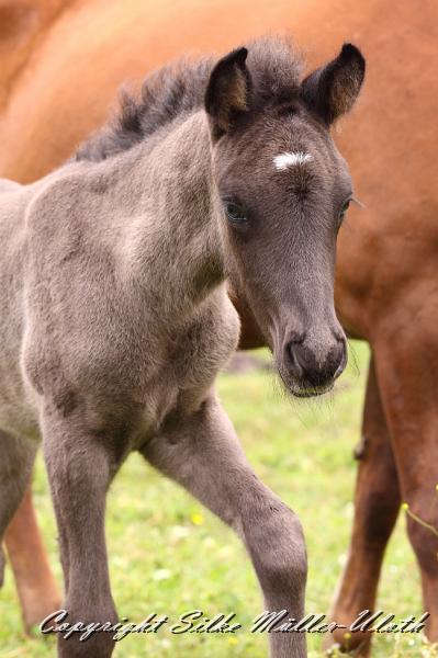 _MG_5674.JPG - Rafael von Heidmoor 4 Tage alt